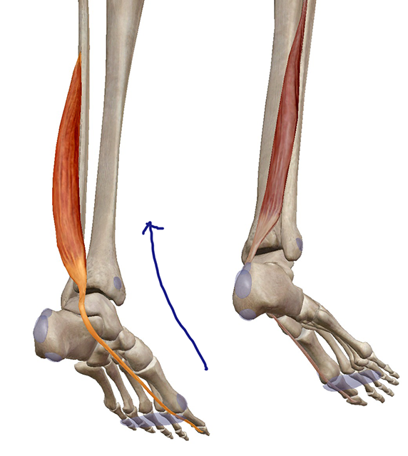 足関節の内反・外反に関与する筋肉まとめ。