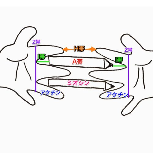 筋節（サルコメア）の構造　ミオシンとアクチンの覚え方　