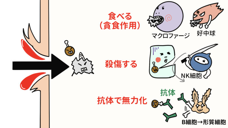 好中球レベルが高くなる原因は何ですか?