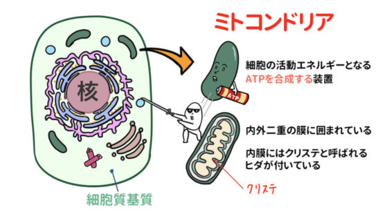 細胞の構造と機能（細胞小器官まとめ） ゴローの解剖生理学勉強法