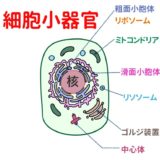細胞の構造と機能（細胞小器官まとめ）