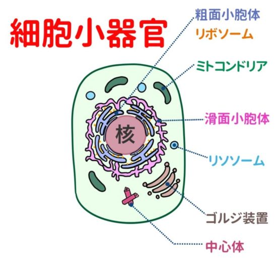 細胞の構造と機能（細胞小器官まとめ） ゴローの解剖生理学勉強法