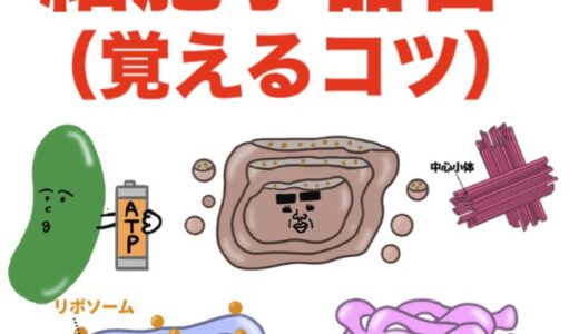 細胞小器官の働き【イラスト解説】