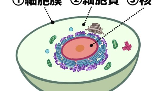細胞の構造【解剖生理学の基本】