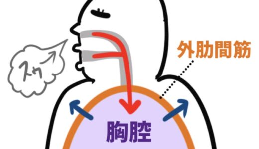 呼吸器系の全体像（構造と機能）