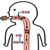 消化管