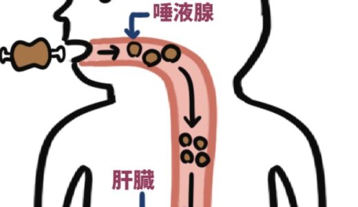 消化器系の全体像（機械的消化と化学的消化）
