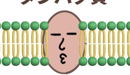 細胞膜の構造と３つの膜タンパク質の働き