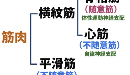 【解剖学】筋肉の３つの分類！骨格筋・心筋・平滑筋の違い