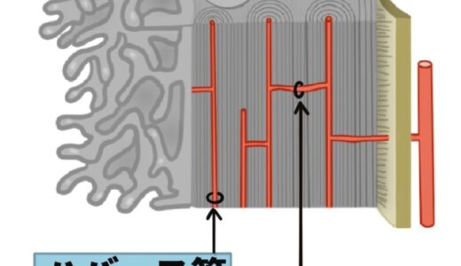 ハバース管とフォルクマン管の覚え方
