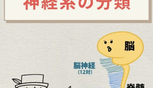 中枢神経系と末梢神経系の違いとは？図解で解説