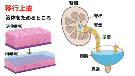 移行上皮