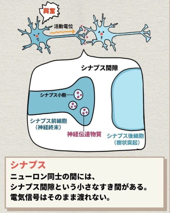 シナプス
