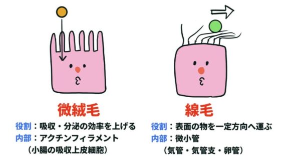 微絨毛と線毛
