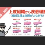 上皮組織