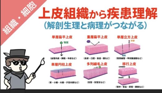 上皮組織とは｜配列と形状による分類をわかりやすく解説