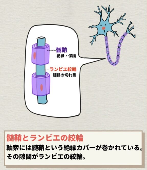ランビエの絞輪
