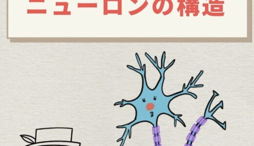 ニューロンの構造とは？シナプス・跳躍伝導の仕組みまでわかりやすく解説