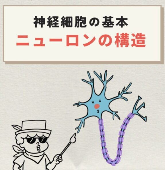 ニューロンの構造