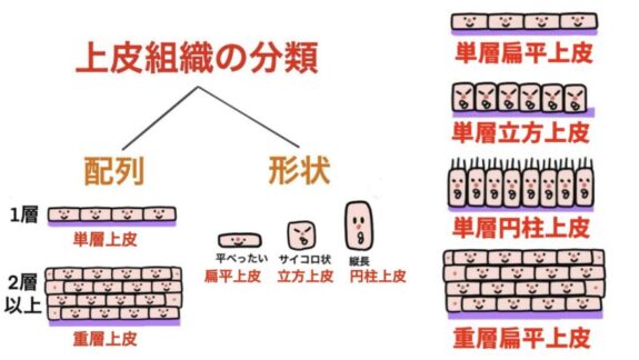 上皮組織の分類