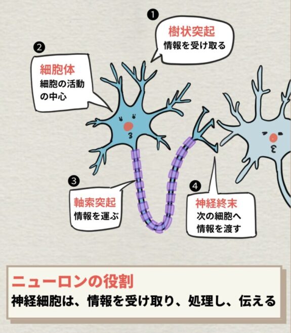 ニューロンの役割