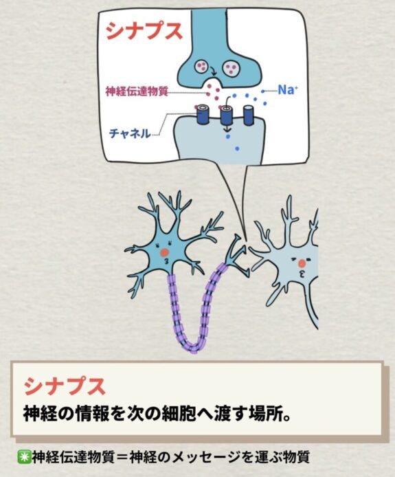 シナプス