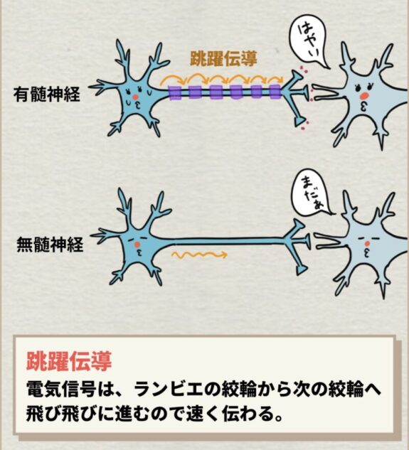跳躍伝導