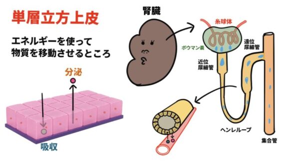 単層立方上皮