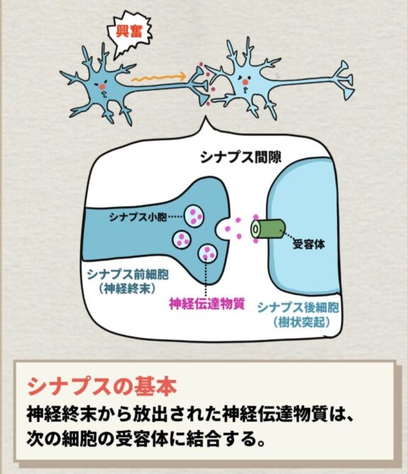 シナプスの基本