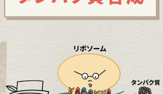 タンパク質合成の流れとは？転写・翻訳の仕組みを5ステップで解説