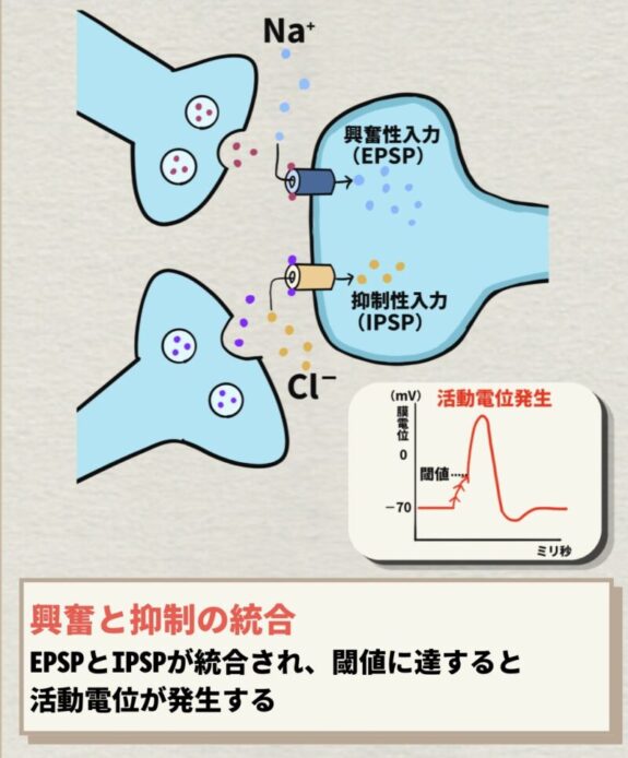 興奮と抑制の統合