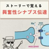 興奮性シナプス伝達