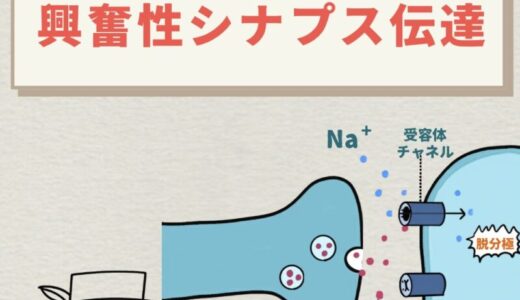 シナプスとは｜興奮性シナプスとEPSPの仕組みをわかりやすく解説