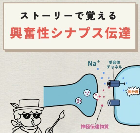 興奮性シナプス伝達