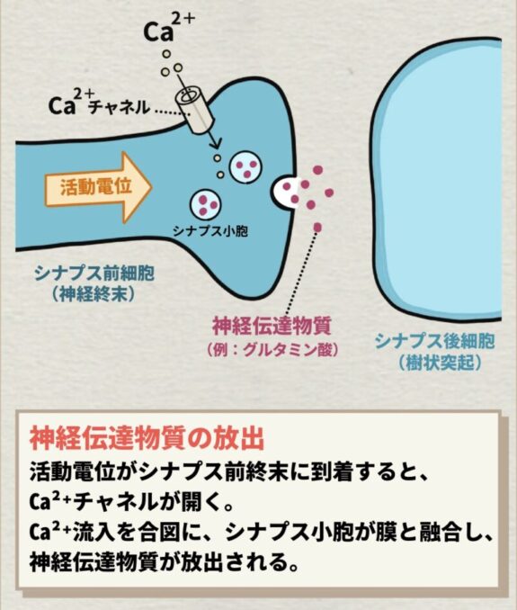 神経伝達物質の放出