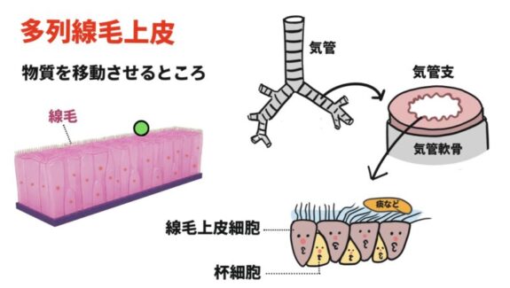 多列線毛上皮