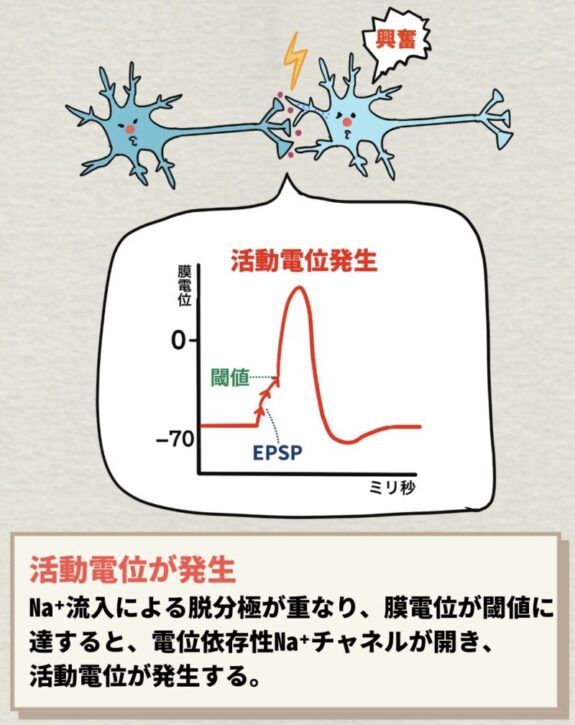 活動電位が発生