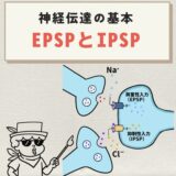 EPSPとIPSP