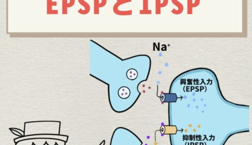興奮性シナプスと抑制性シナプスとは｜EPSPとIPSPをわかりやすく解説