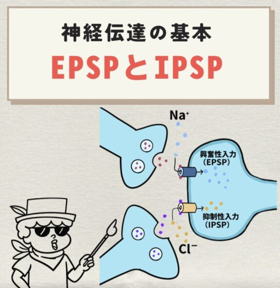 EPSPとIPSP