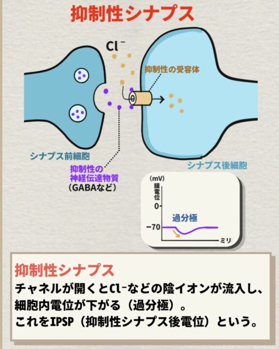 抑制性シナプス