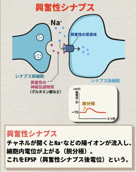 興奮性シナプス