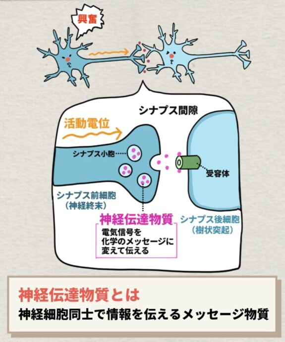シナプス間隙