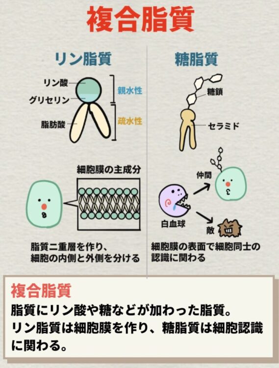 複合脂質