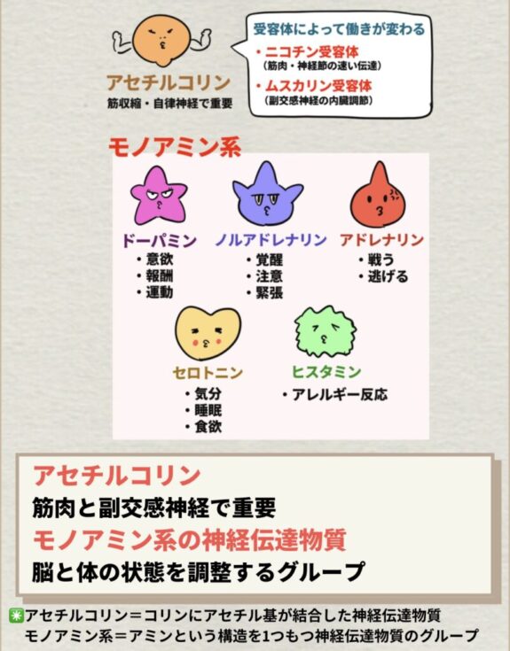 モノアミン系の神経伝達物質