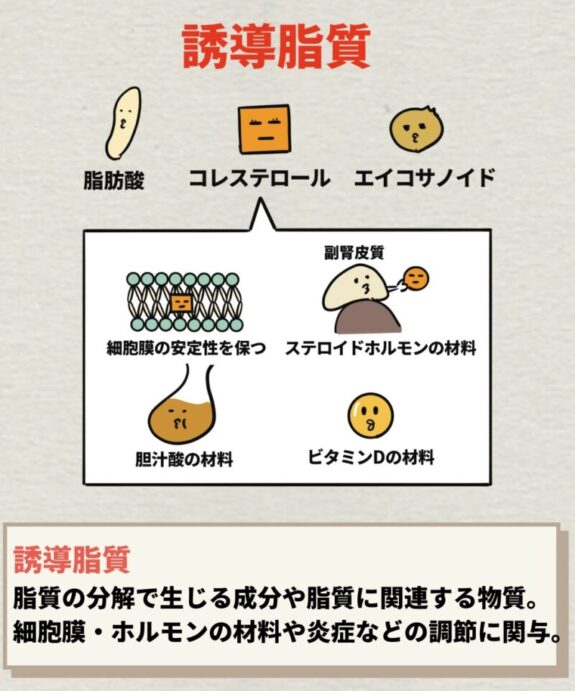 誘導脂質