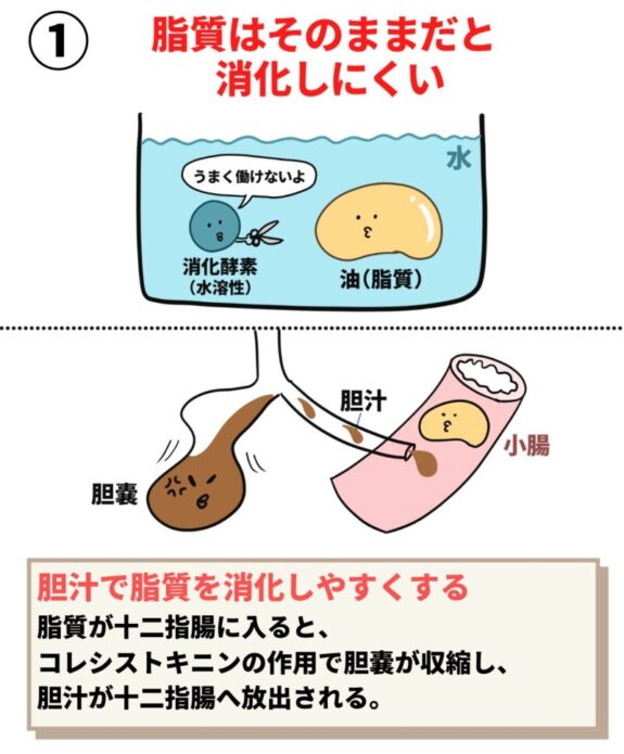 胆汁とコレシストキニン