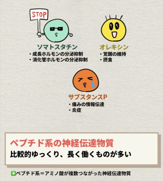 ペプチド系の神経伝達物質
