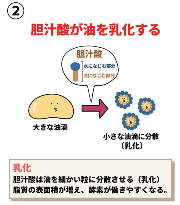 乳化作用