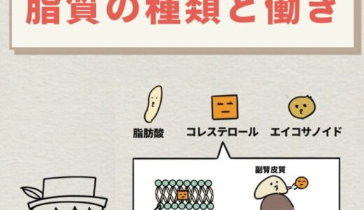 脂質の種類と働き｜単純脂質・複合脂質・誘導脂質